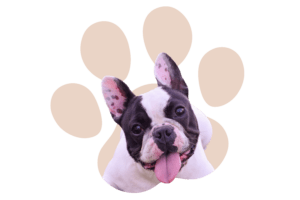 Allevamento Bulldog Francesi Alessandria