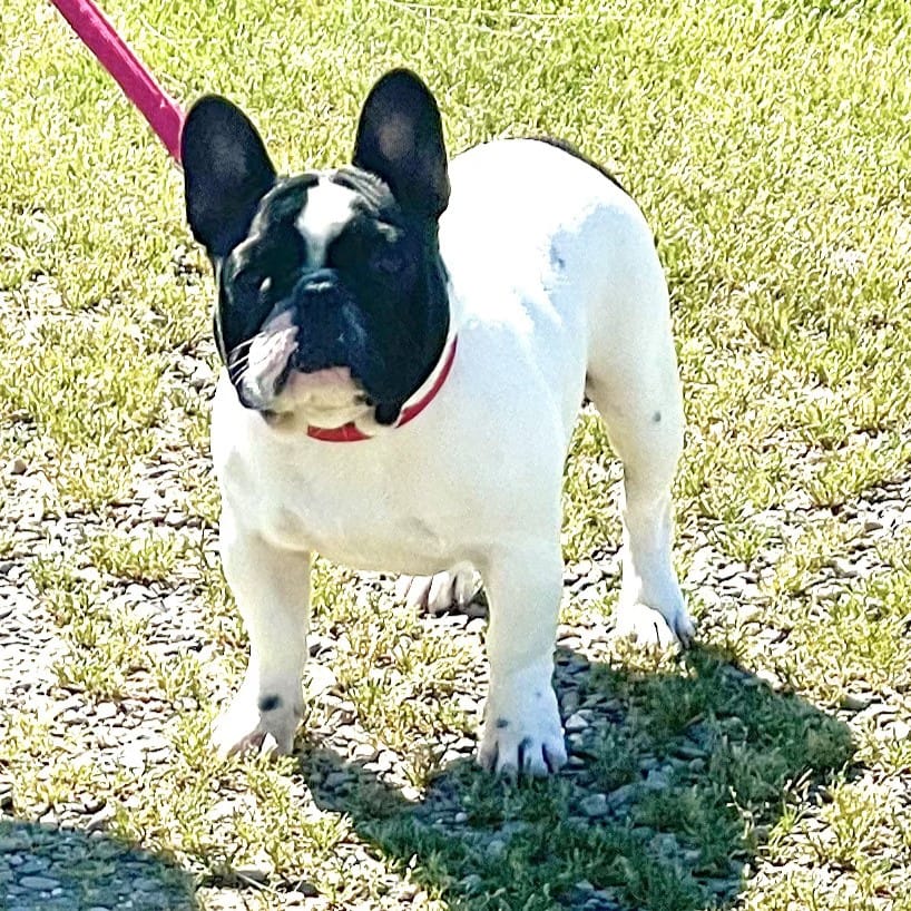 Bouldogue Galliano