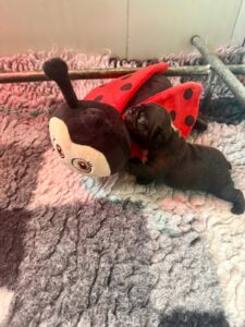 cucciola-bulldog-francese-piemonte