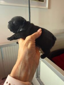 cuccioli-bulldog-francese-adozione