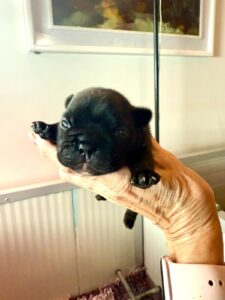cuccioli-bulldog-francese-disponibili